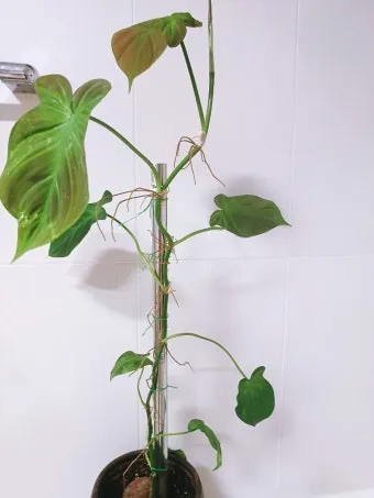 필로덴드론 물주기 지지대세우기 분갈이 비료관리 튼튼하게 키우기_14