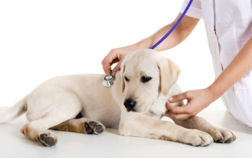 강아지 중성화수술