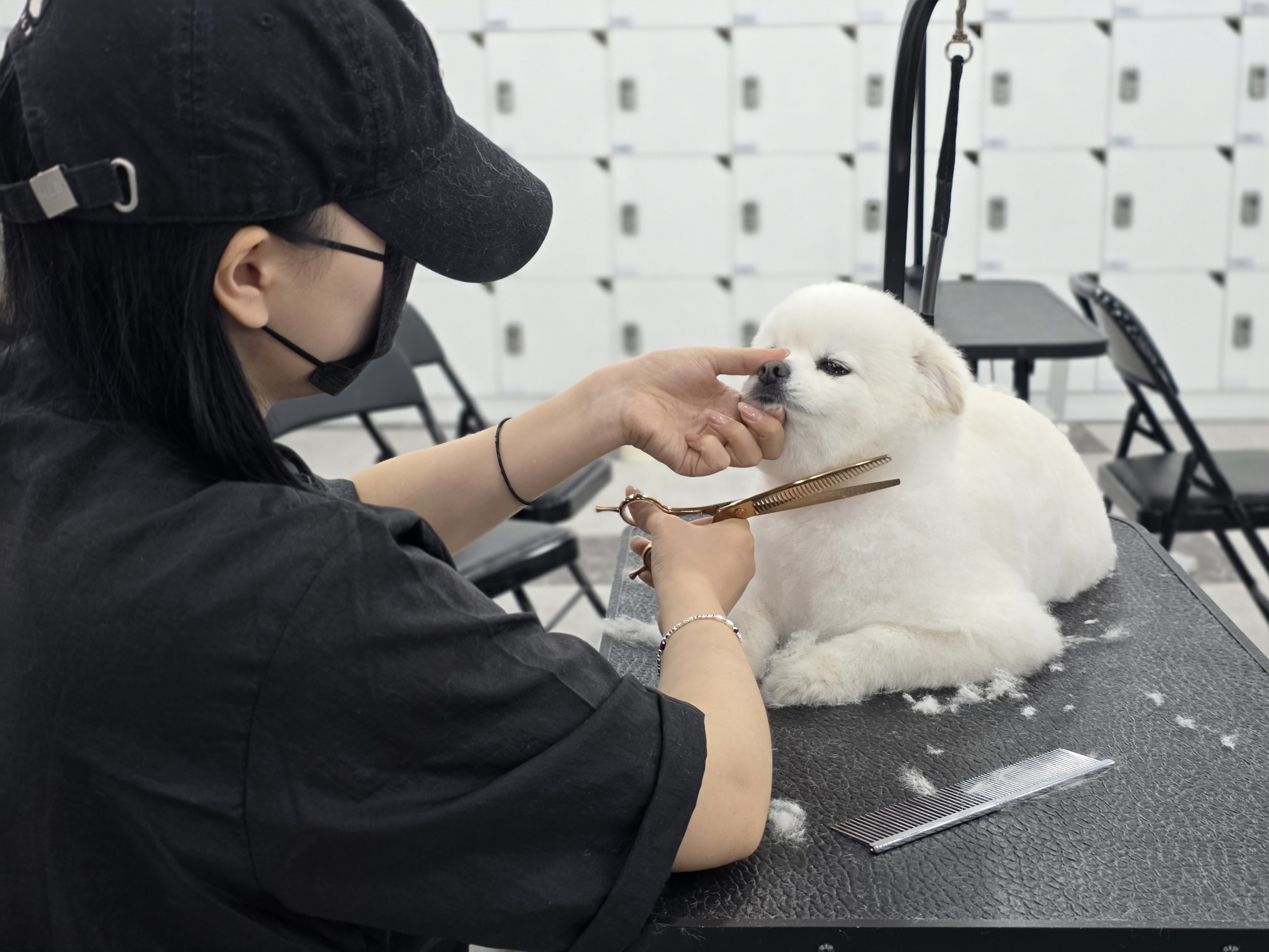 목동애견미용학원 이바우펫