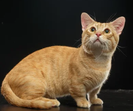 먼치킨 고양이/출처:어도비스톡