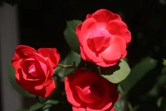 산길에서 만난 5월의 꽃 엉겅퀴 감나무꽃 고욤나무꽃 멍석딸기꽃 오디 뱀딸기 인동덩굴_12