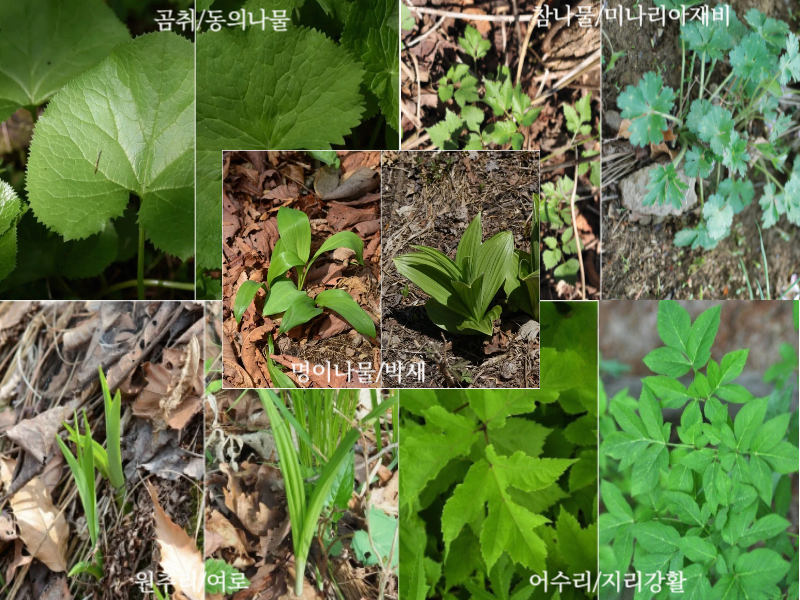 초보자를 위한 식물 구별 팁