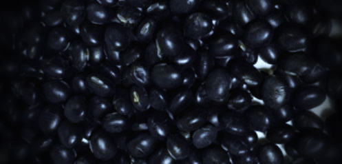 검은콩-사진