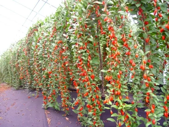 구기자 재배 삽목 번식 가지치기 건조 보관_9