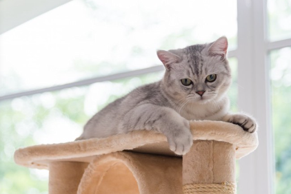 캣타워에 타고 있는 고양이.