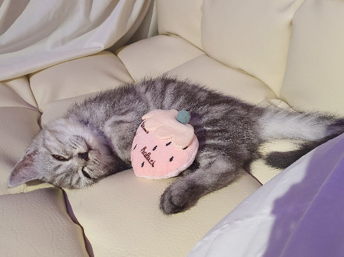 고양이 종합 백신