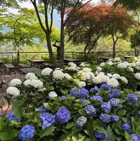 화담숲-하얀색&amp;#44;보라색수국들