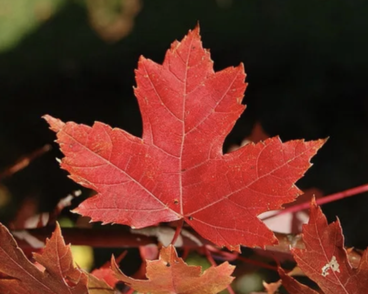 한로 뜻 의미 유래 풍습