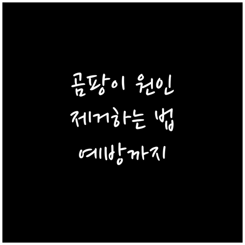 곰팡이와의 전쟁 원인과 건강 위협 완