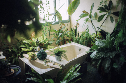 반려식물 입문자를 위한 첫 식물 추천 리스트