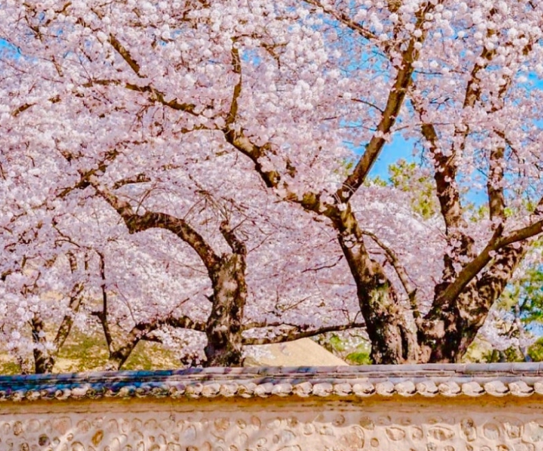 경주 대릉원
