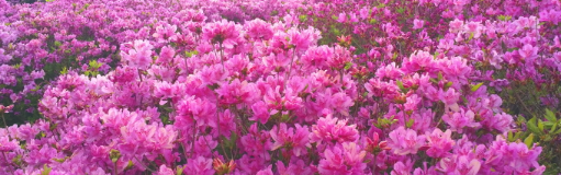 합천 황매산 철쭉제2