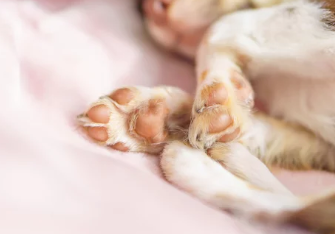 강아지 발바닥/출처:어도비스톡