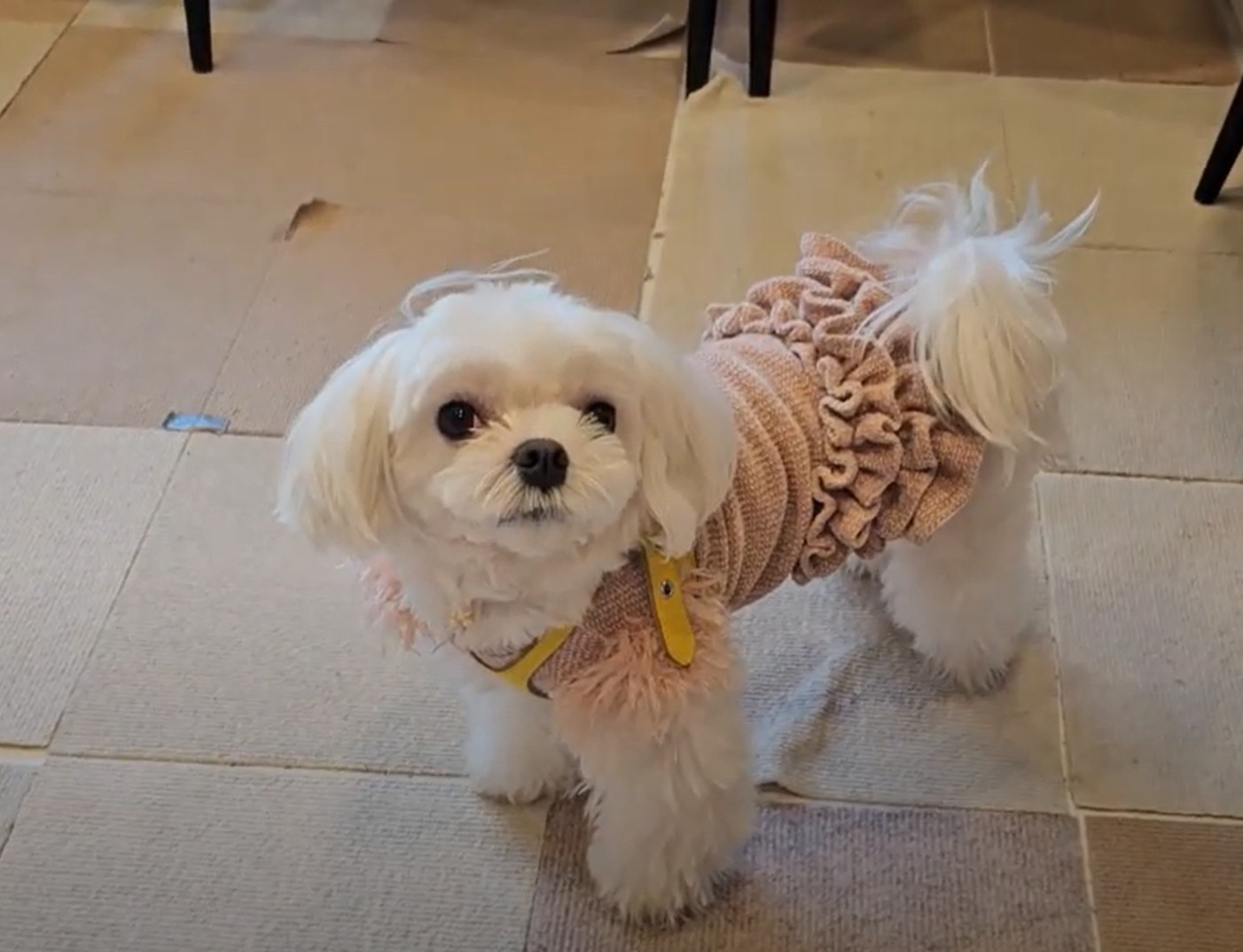 라떼 노는 모습