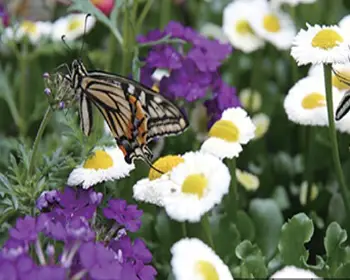 함평 나비축제_9