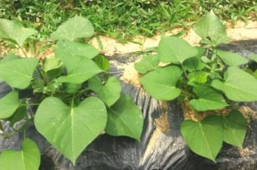 고구마-재배밭-순지르기-김매기-북주기-배토-덩굴-뒤집기