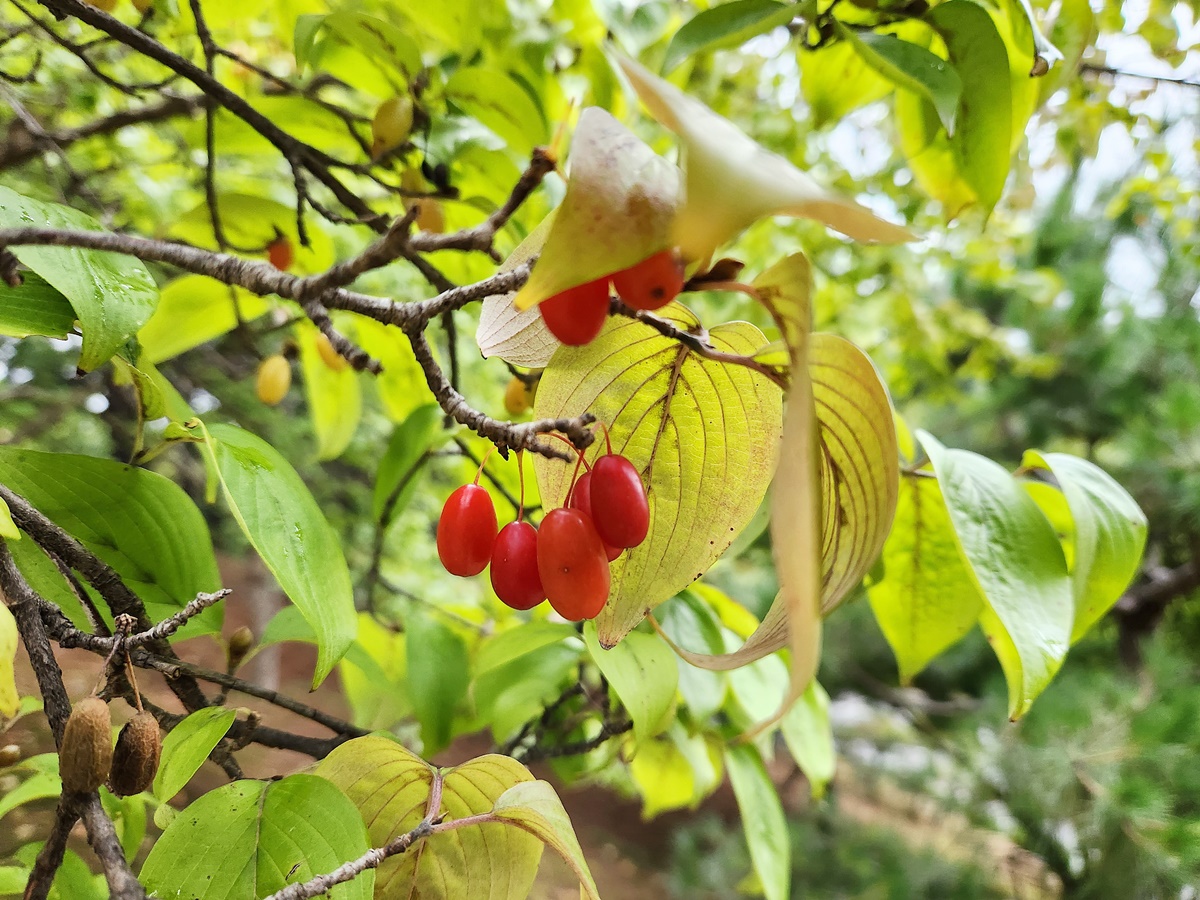 산수유