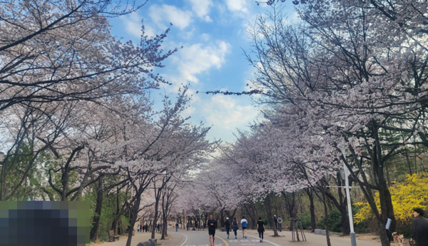 봄 나들이 벚꽃