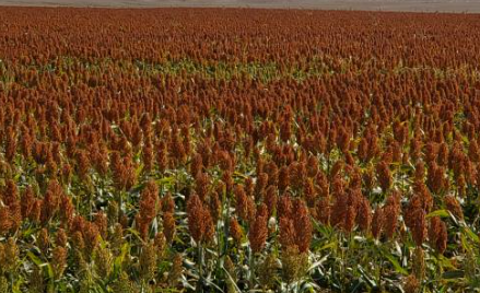 소르검 관련 사진