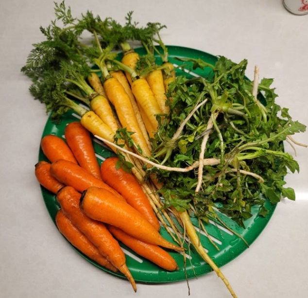 6시내고향-제주-삼색당근-자색당근