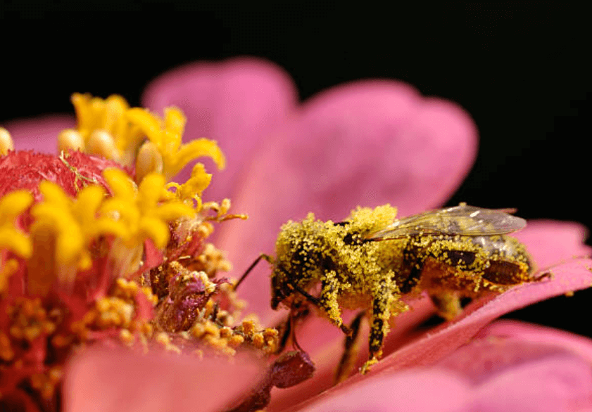 꽃가루 알레르기 치료법