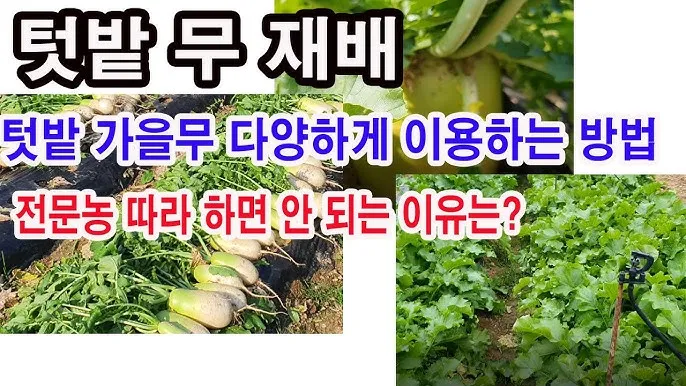 무 재배 솎아주기 토양 소독 비닐 멀칭_7