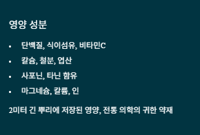 우엉차 효능 부작용 먹는방법