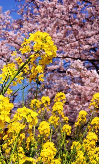 봄꽃 여행지 TOP3 비교: 벚꽃, 유채꽃, 튤립