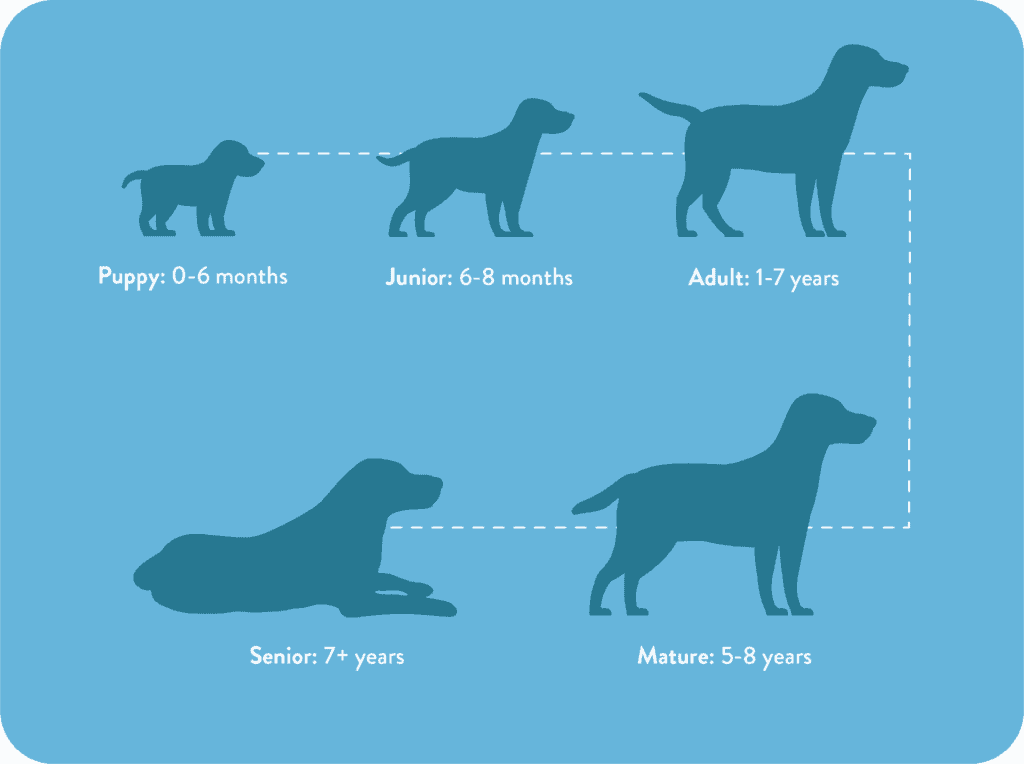 개의 생애 주기 그림