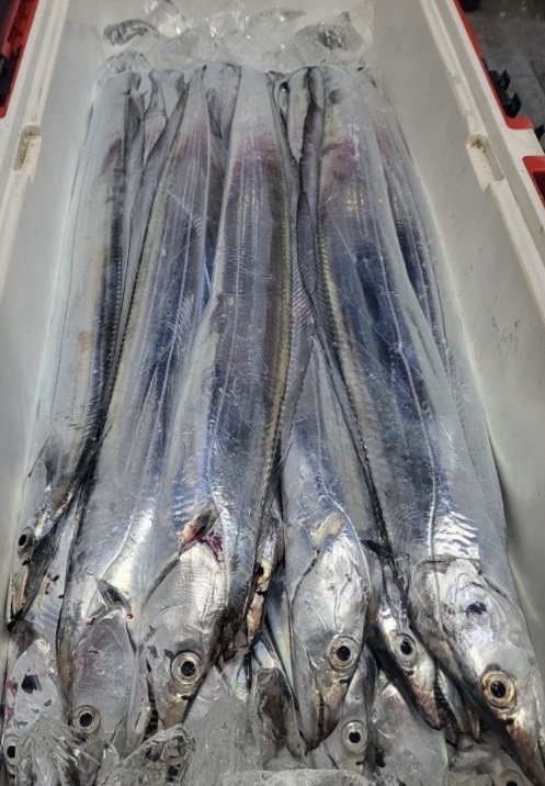 순천-직접낚시-갈치회-갈치오마카세-나루