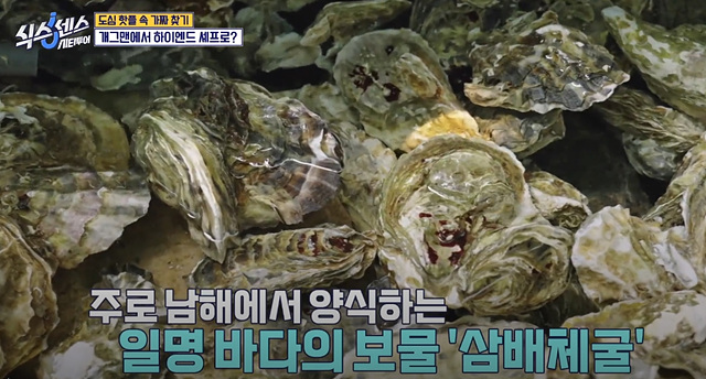 식스센스 시티투어 강남 이동자 오마카세 철권게이머 무당