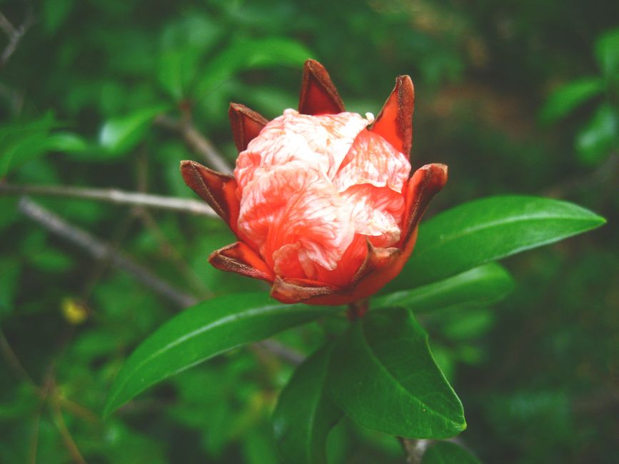 A vibrant close-up of an orange pomegranate flower in full bloom with green leaves.