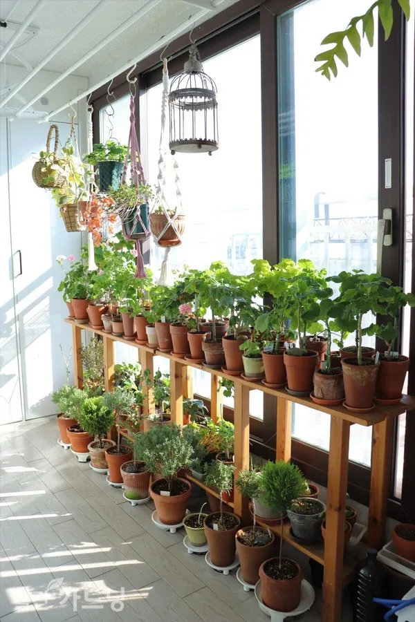 베란다정원 키우기 바람차단 햇빛차광 물주기 여름철 관리 요령_5
