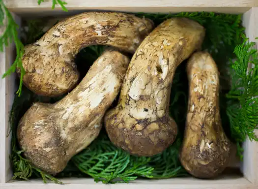 송이버섯 가격 및 효능 효과 먹는방법