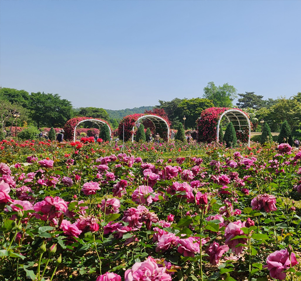 서울대공원 장미원축제 기간&amp;#44; 입장료&amp;#44; 주차 총정리