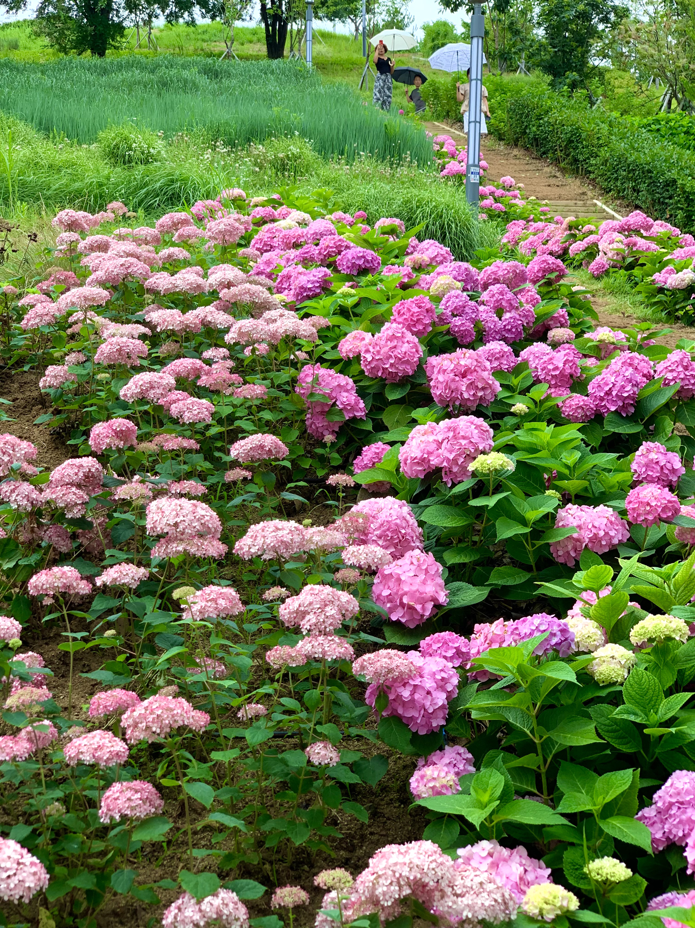 구미다온숲 수국핀 모습입니다.