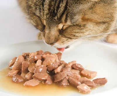 습식 사료 먹는 고양이