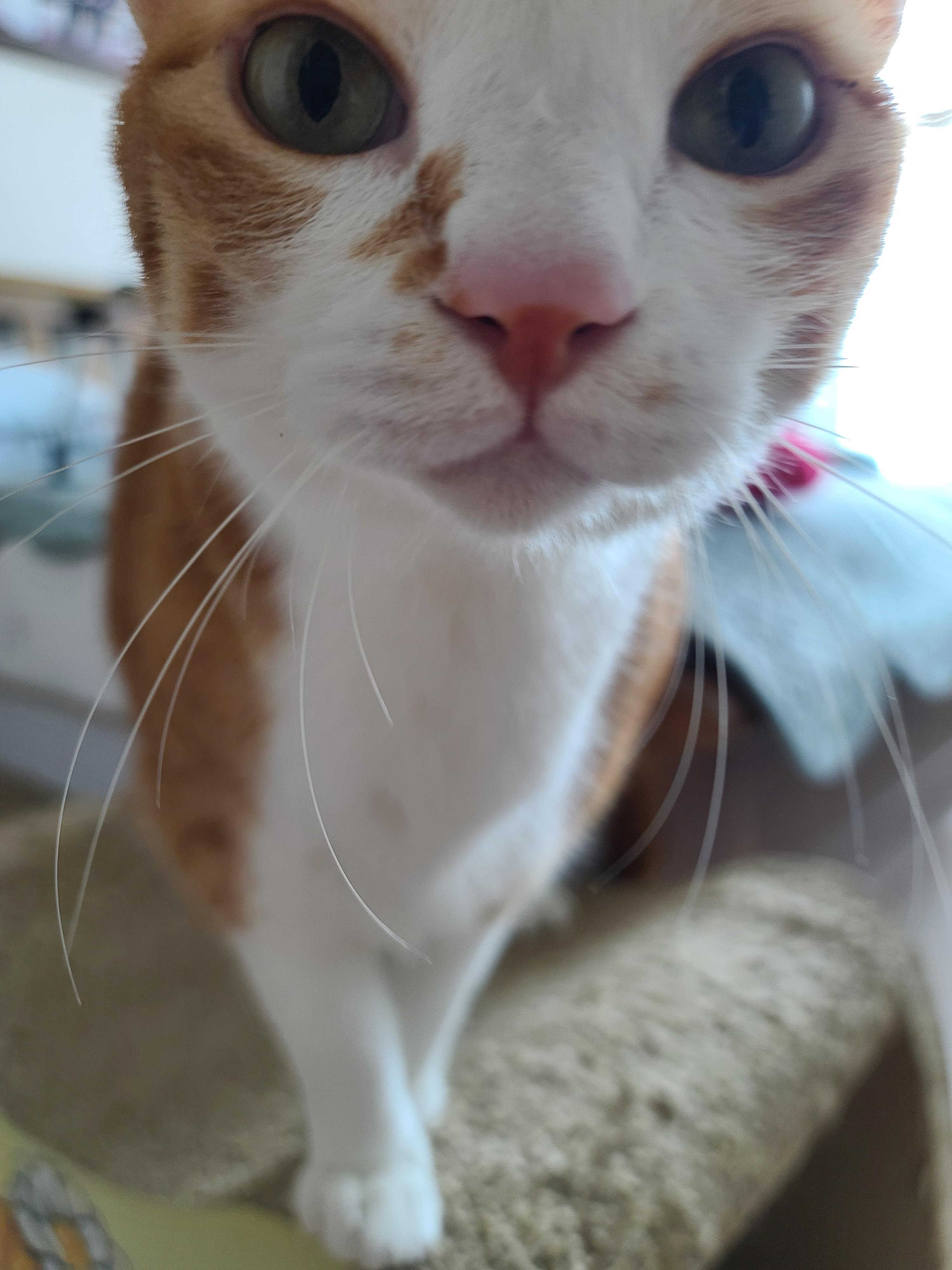 즐거운 추석! 우리 아홉냥이들 추석인사 받고 가세요~!