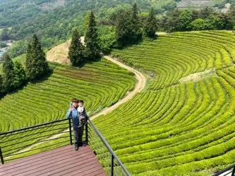 보성 녹차밭 대한다원 입장료 주차 코스 정보 총정리_20