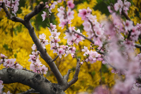 2025 벚꽃 개화시기