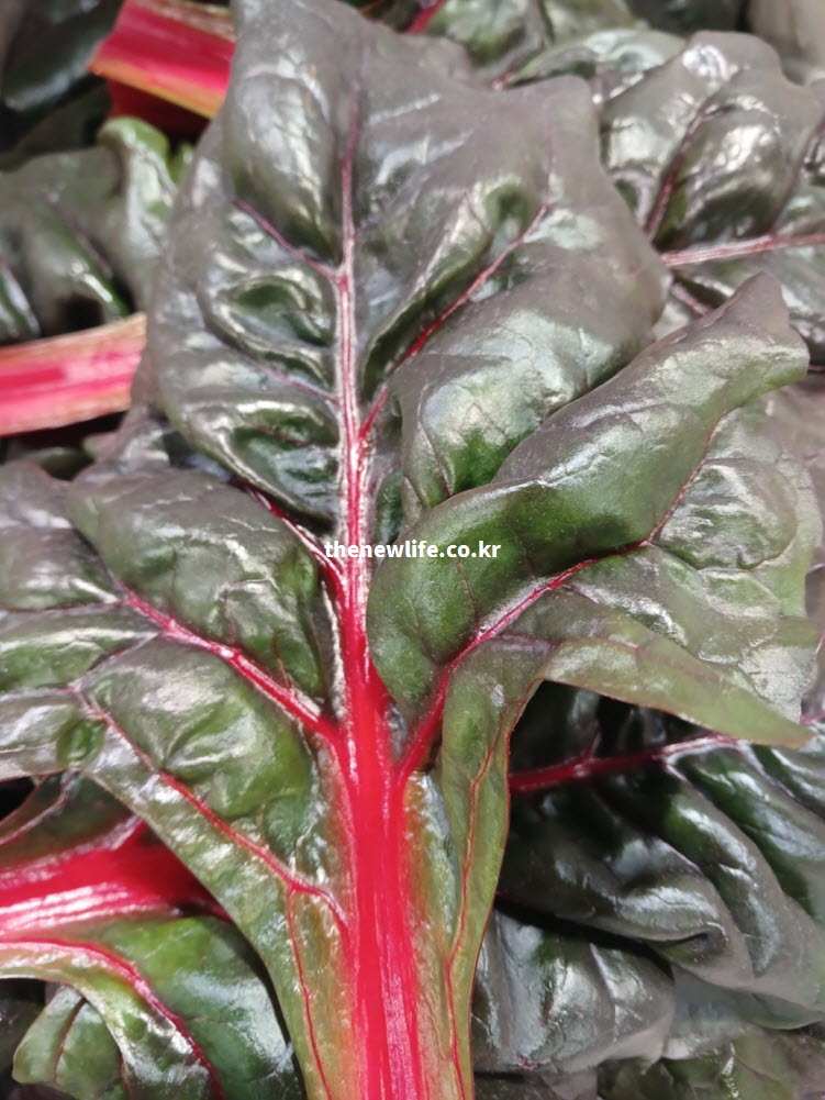 효능의 영양 흡수율을 높이기 위해 가장 중요한 신선함이 살아있는 적근대 잎 근접 실사진