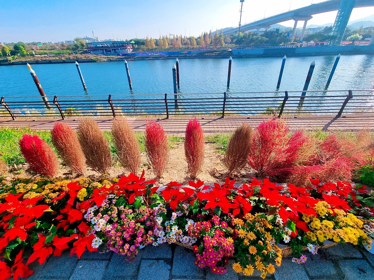 2024 인천 계양 아라온 가을꽃 전시회, 국화 축제(~11.10.): 야경, 아라뱃길, 전통놀이 체험