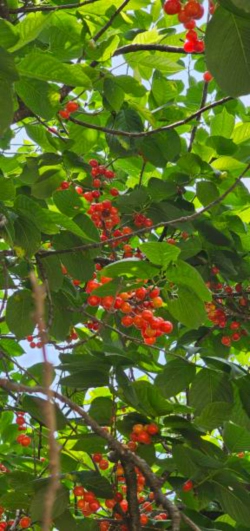 보리수 열매 효능