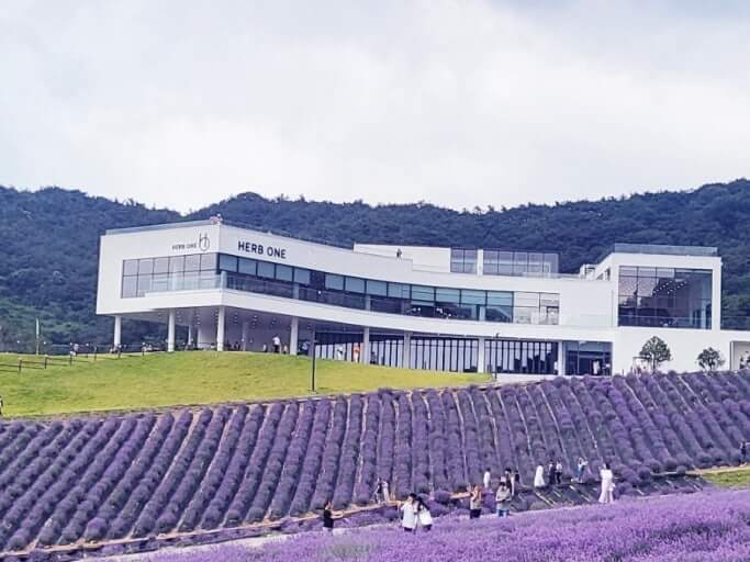 2025 정읍 허브원 라벤더축제 일정 및 총정리 사진