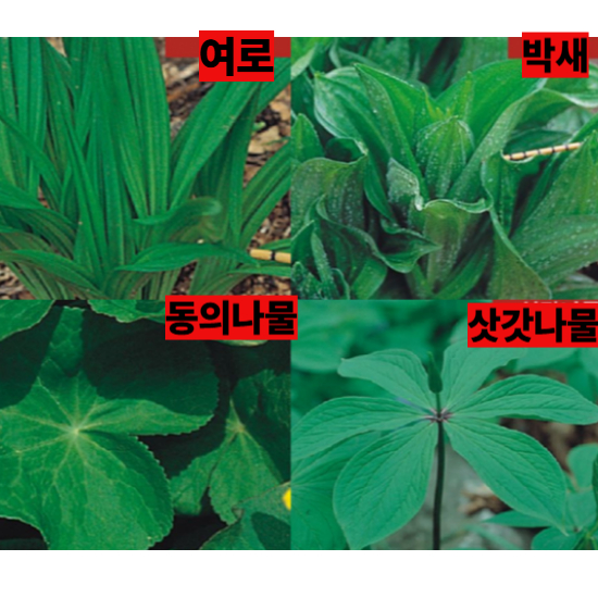 독초