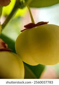 구스베리 재배 가시 관리 통풍 확보 열매 보호_5