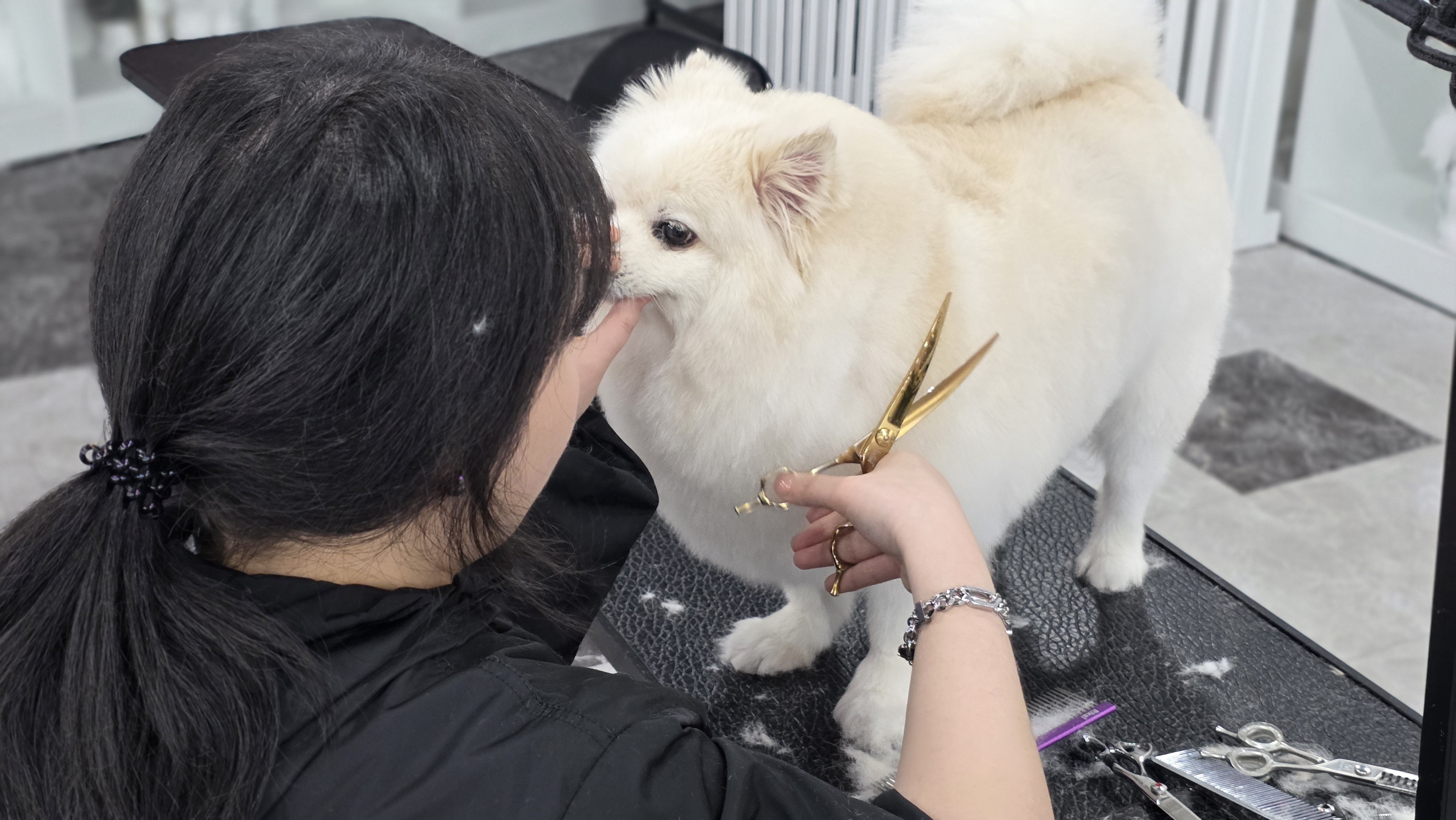 평택애견미용학원