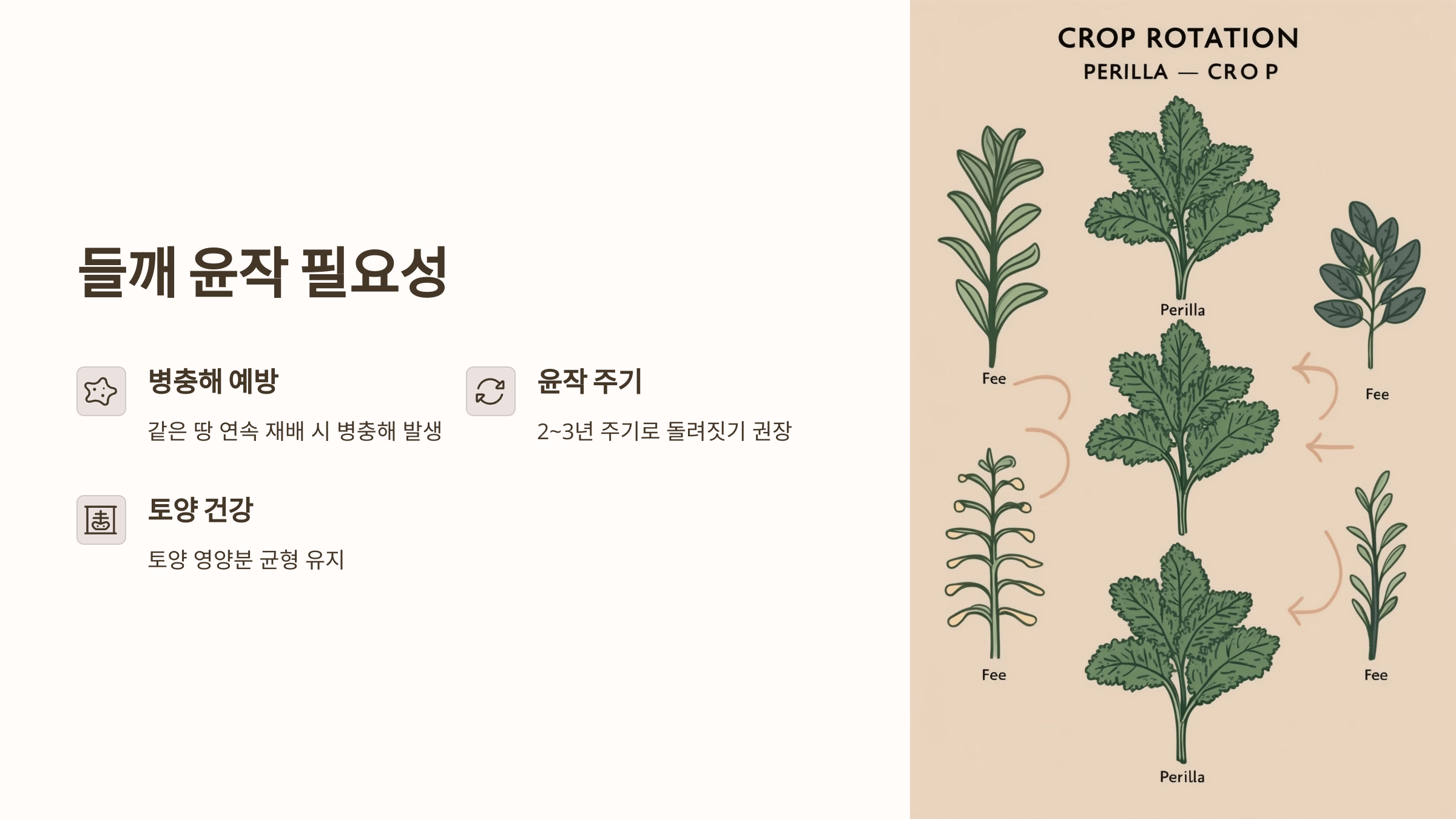 들깨 사진입니다.