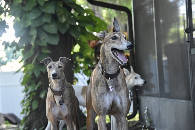 canine atopic dermatitis