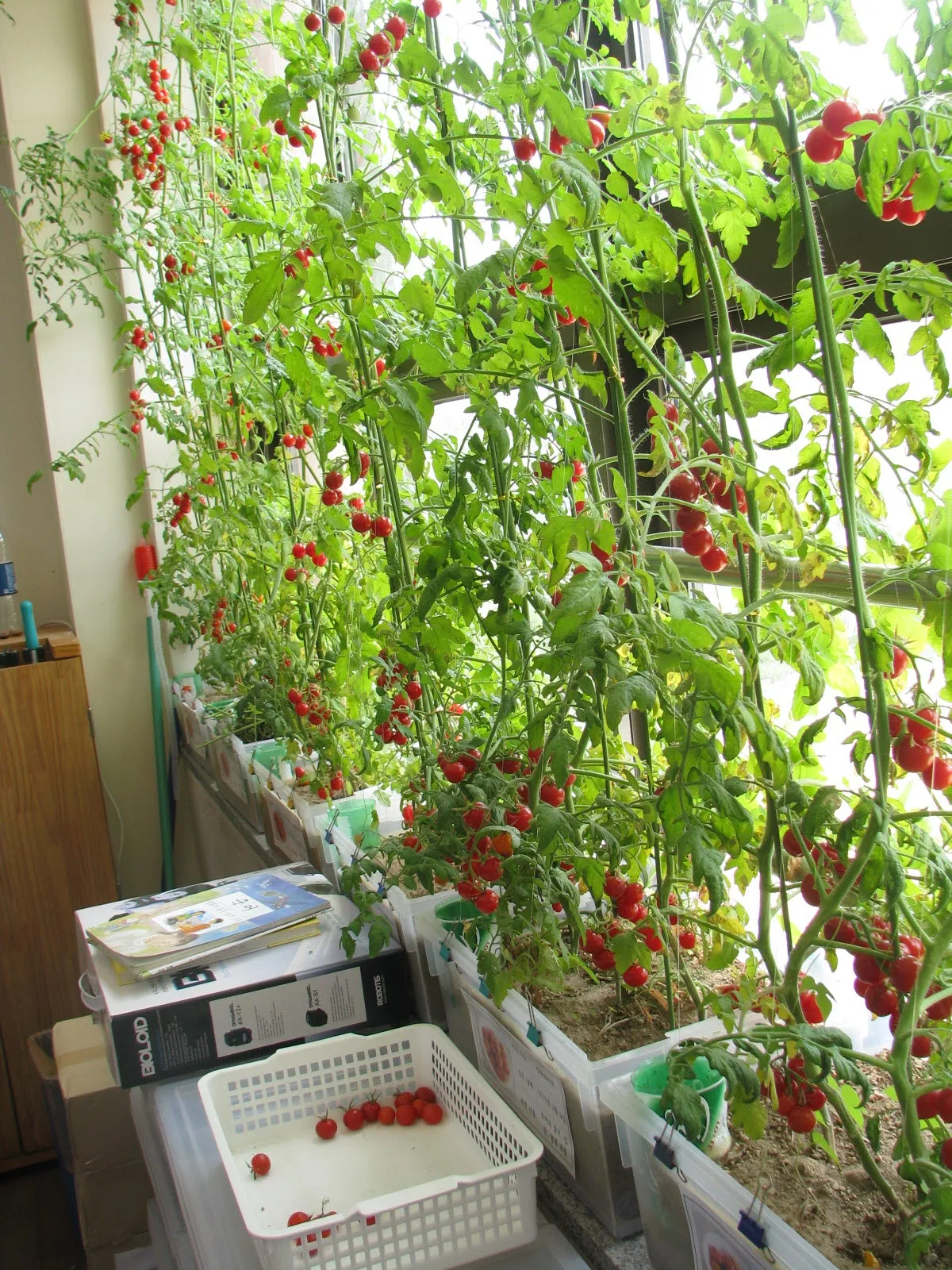 방울토마토 재배 화분 키우기 적심 유인 당도 관리_8